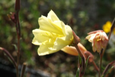 Oenothera odorata 'Sulphurea'Teunisbloem bestellen